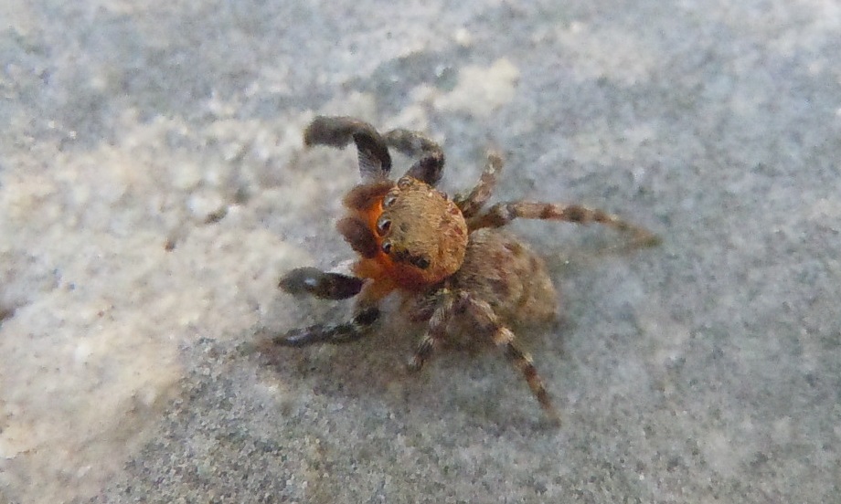Euophrys rufibarbis - Nerano (NA)